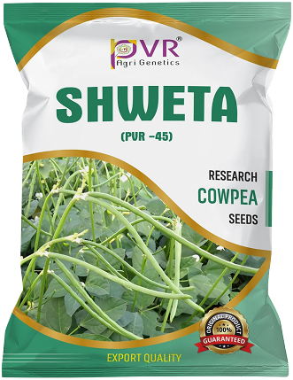 P.V.R RESEARCH – COWPEA –   PVR-45( SHWETA)