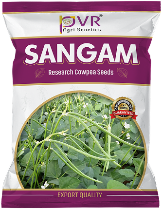 P.V.R RESEARCH – COWPEA –  SANGAM