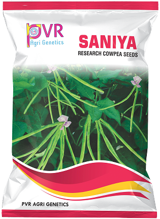 P.V.R RESEARCH – COWPEA – SANIYA