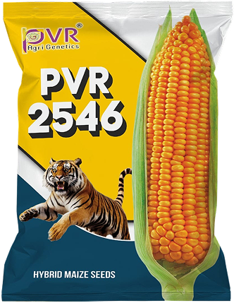 P.V.R. HY .MAIZE 2546