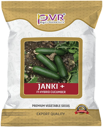 P.V.R. HY– CUCUMBER  JANKI+