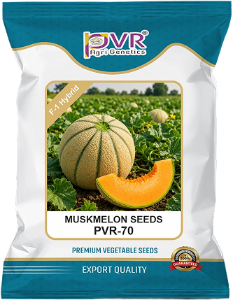 P.V.R. HY- MUSK MELON (PVR 70)