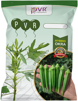 P.V.R. Hybrid – Bhindi (Okra) 2111