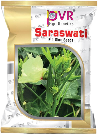 P.V.R. Hybrid – Bhindi (Okra) Saraswati
