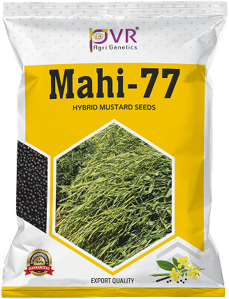 P.V.R. Hybrid –  Mustard Mahi-77