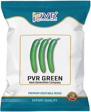 P.V.R. RESEARCH- CUCUMBER  GREEN
