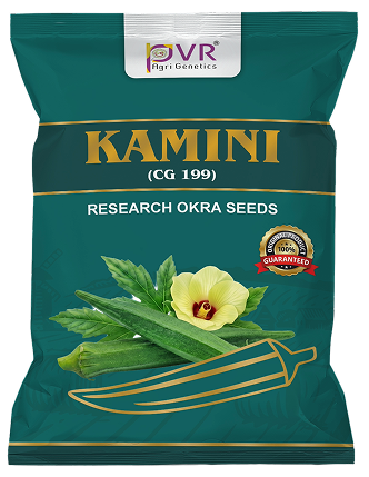 P.V.R. RESEARCH  – OKRA -CG 199 (KAMINI)