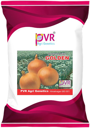 P.V.R. RESEARCH – ONION – GOLDEN