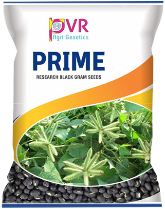 P.V.R. Research Black Gram (Urad) Prime
