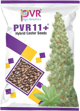 P.V.R. Research Hybrid – castor 11+