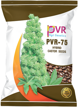 P.V.R. Research Hybrid – castor 75