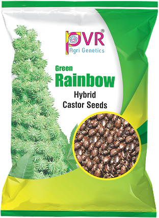 P.V.R. Research Hybrid – castor Green Rainbow