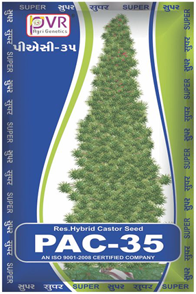 P.V.R. Research Hybrid – castor PAC-35