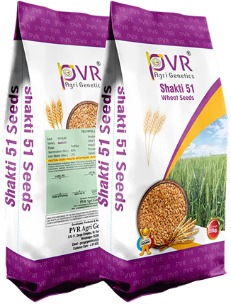 P.V.R. Research Wheat Shakti-51