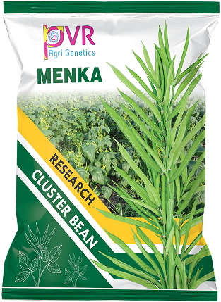 P.V.R. Research – CLUSTER BEAN Menka-22