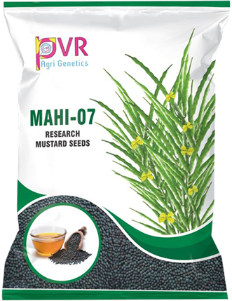 P.V.R. Research – Mustard Mahi-07