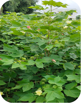 Field Image